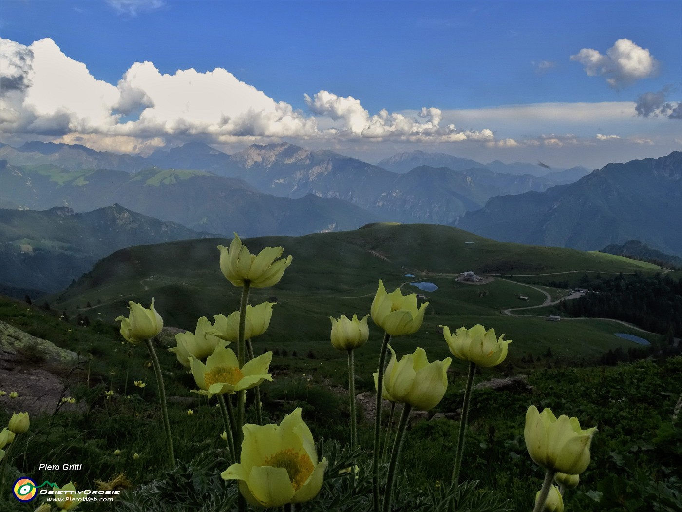 75 Pulsatilla alpina sulphurea (Anemone sulfureo) con vista sui Piani dell'Avaro.JPG